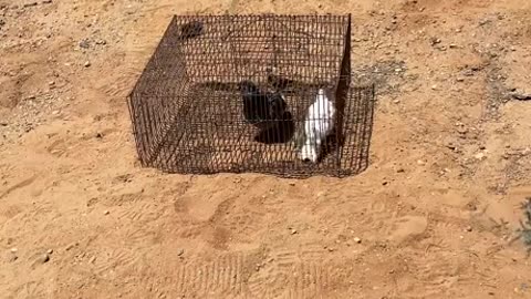 How to catch Eagle