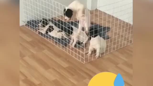 the puppy gets out of the cage