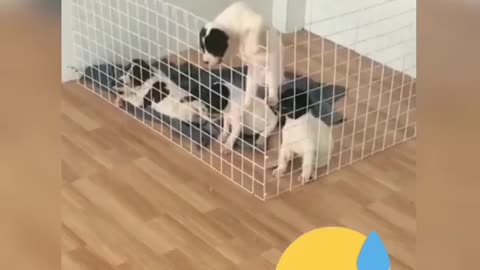 the puppy gets out of the cage