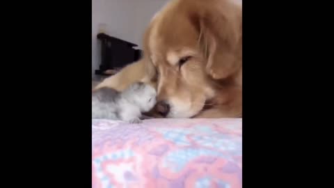 the most incredible, cute and funny videos of pets, try not to laugh with these videos