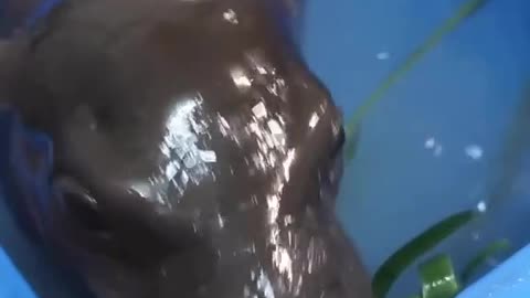 New Born Pigmy hippo