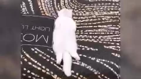 Cute & Funny Cat Videos Compilation | Cat Videos