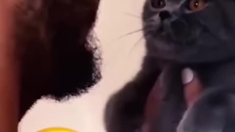 Funny cat compilation