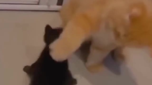 funny cats videos 2023 that looks like play with other in home