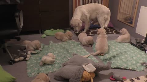 How an experienced dog mother teaches her 8 weeks old puppies to be calm. www.se