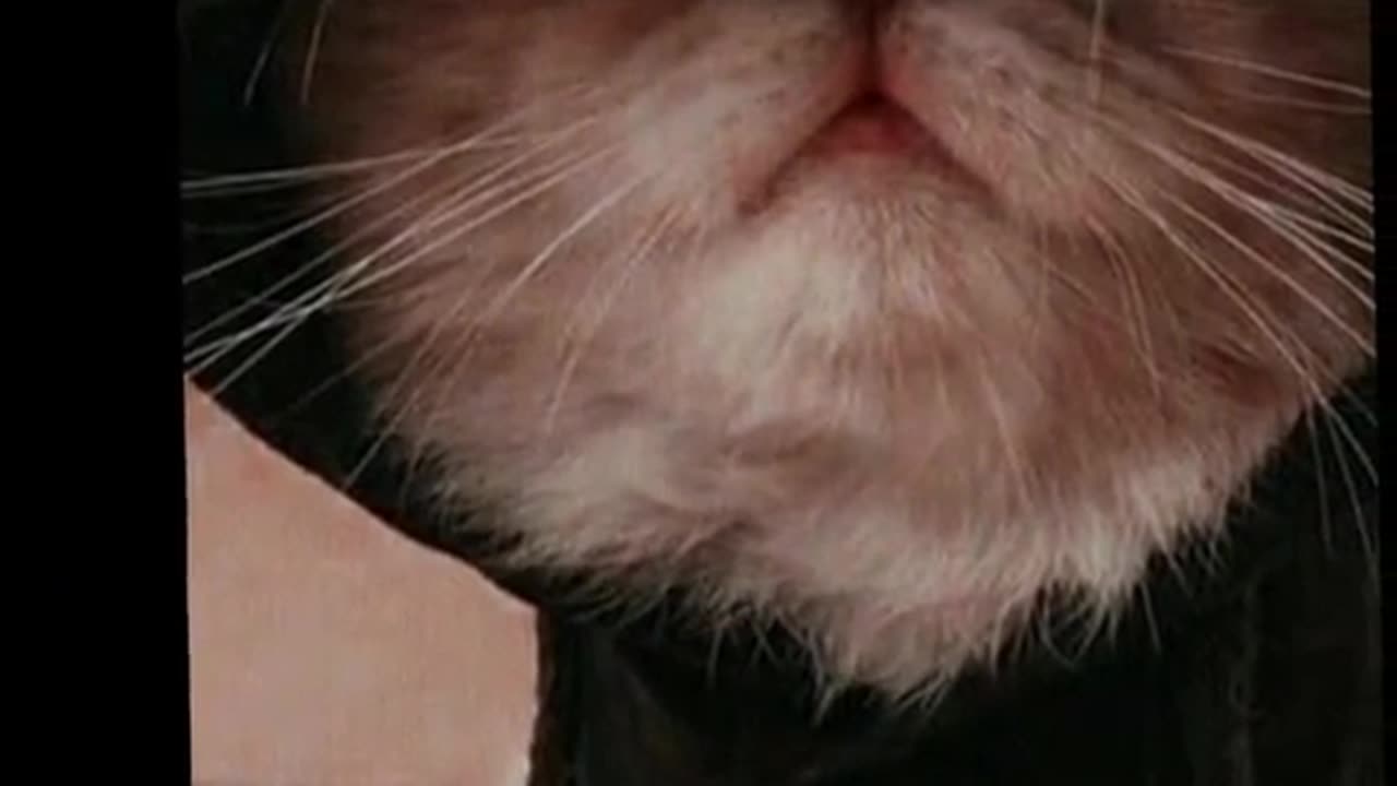 Cat funny video