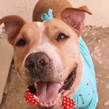 Funny Animal | Funny dog videos.