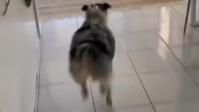 cute animals