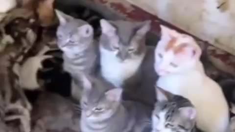 Animals of War