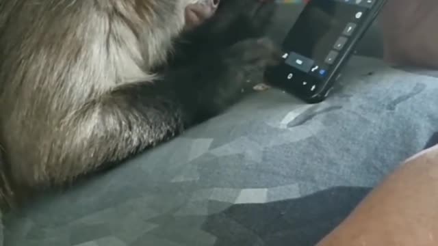 Monkeys vs Dogs Funny videos