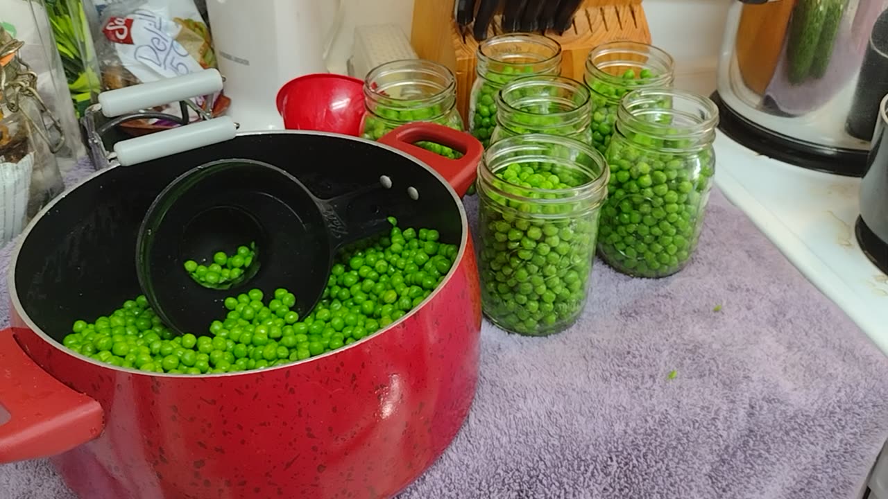 Rebel canning English peas (Amish way)