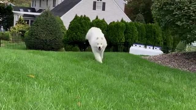 Samoyed