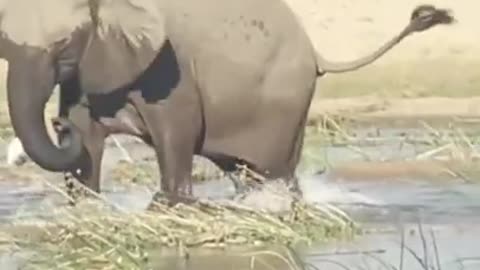 Elephant kills crocodile