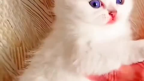 Cute Kitten playing