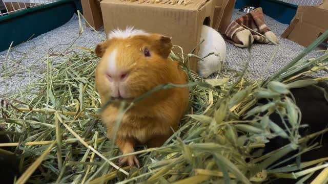 Spaghett the guinea pig compilation