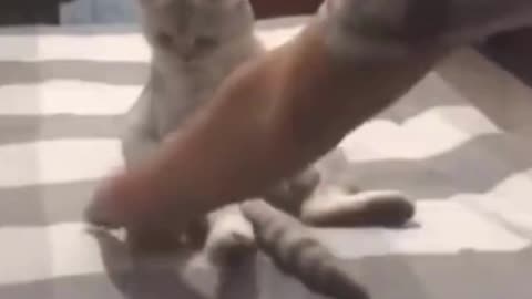 funny cat jumping