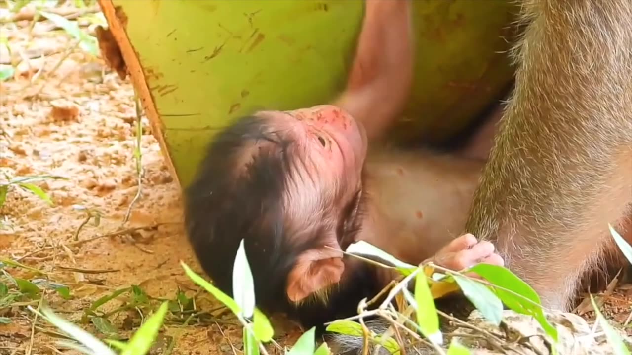 Monkey mom with her newborn baby boy.