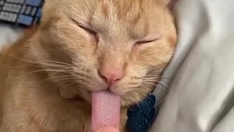 Touching the tongue of my cat | funny video