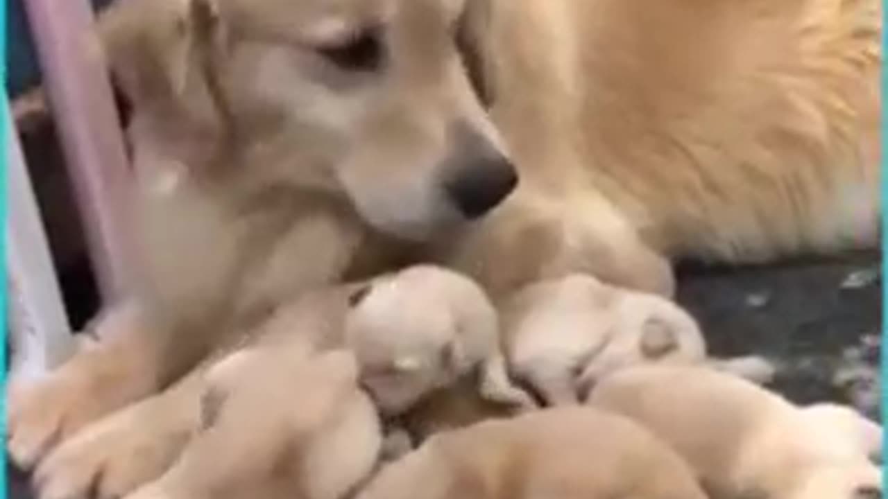 Golden Retriever gives birth to 20 puppies!