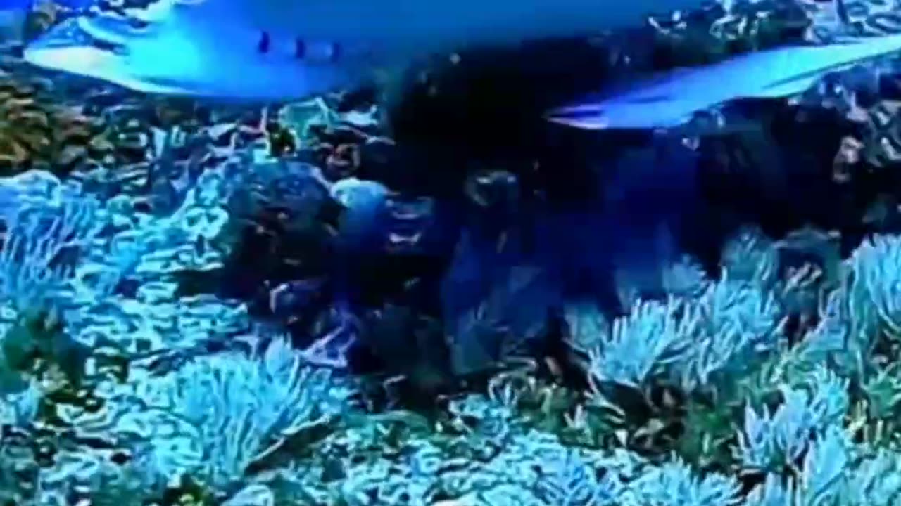 undersea beauty What can heal a person besides travel is music and the 5 oceans! #海洋生物 #海洋动物世界video. #AnimalWorld#Visual Shock#Underwater World