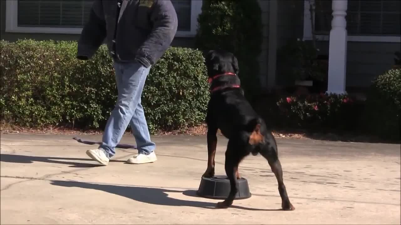 Teaching dogs to guard people and objects and Become Fully Aggressive.