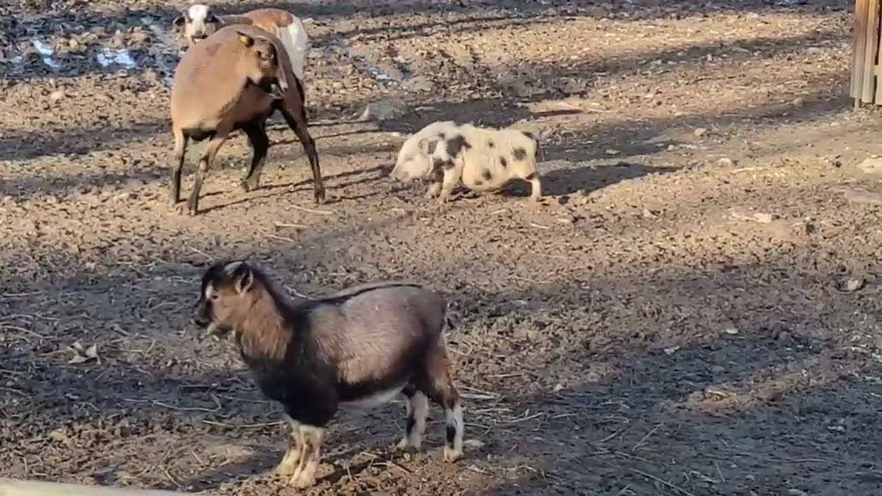 Pig Learns Karma From Kicking Goat