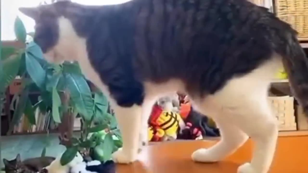Funny videos cat 😺