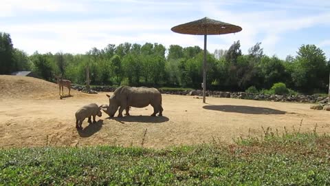 Baby Rhino Plays With Mom