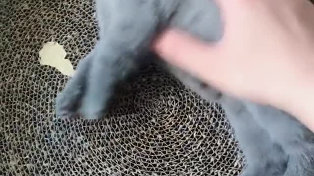 FUNNY CAT