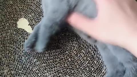 FUNNY CAT
