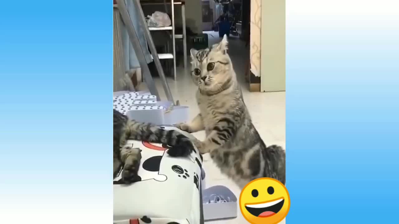 Funny and cute cat's 🐈 life Cates and owners are the best friends video