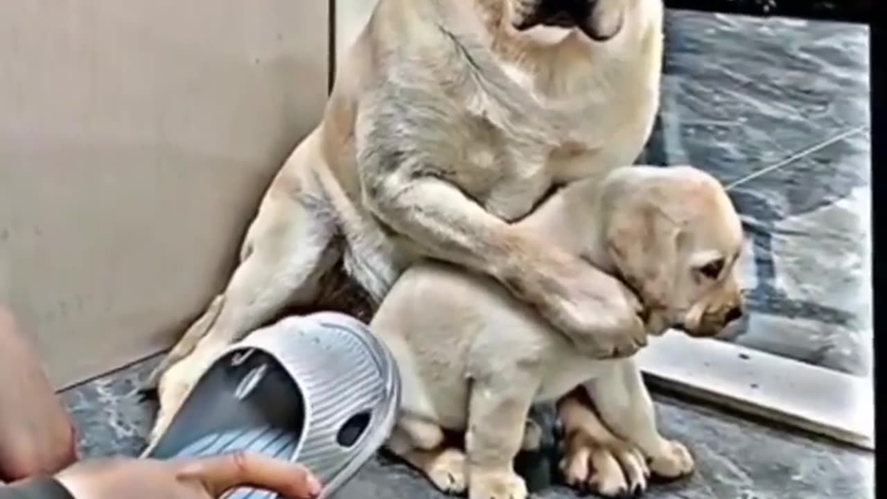 Cutest Dog # Mother's love # baby Dog # Animal lover 💞 mom love baby