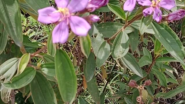 caramunting plant