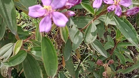 caramunting plant