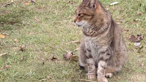 城ヶ島公園で暮らしてる可愛いキジ猫さんと白黒ねこさん(=^・^=)