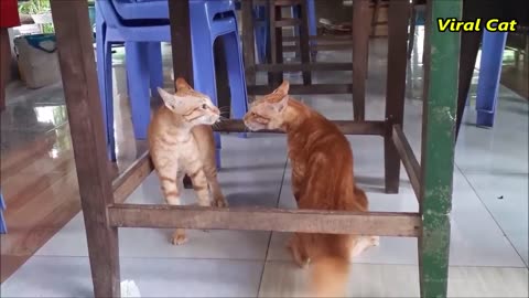 Cat's Fighting and have a Fun