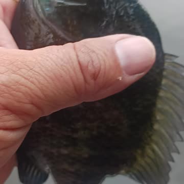 Big bluegill