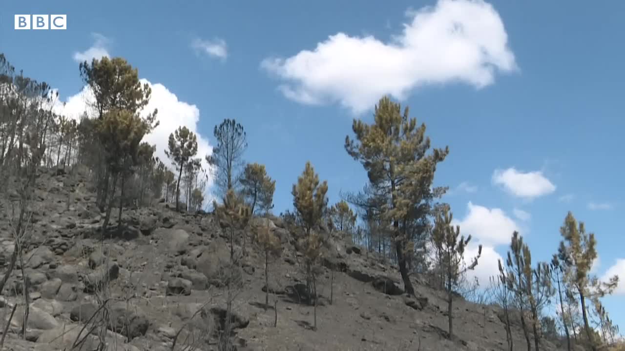 Spain wildfires force thousands out of their homes – BBC News