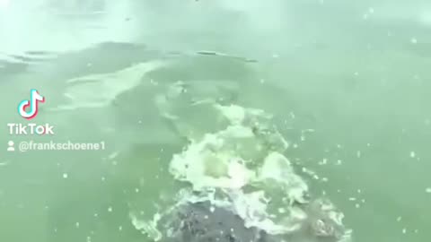 crocodile meets duck and chicken