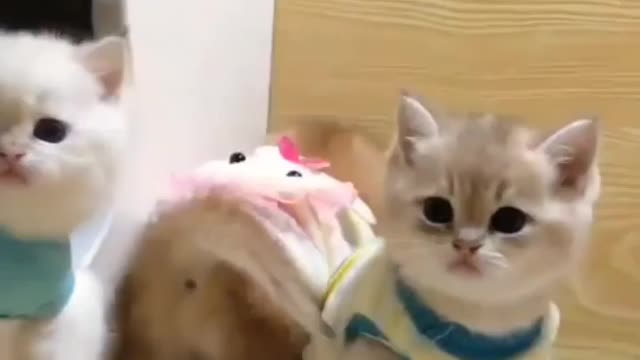 Cute 🐈 cats looking. very amazing and loving