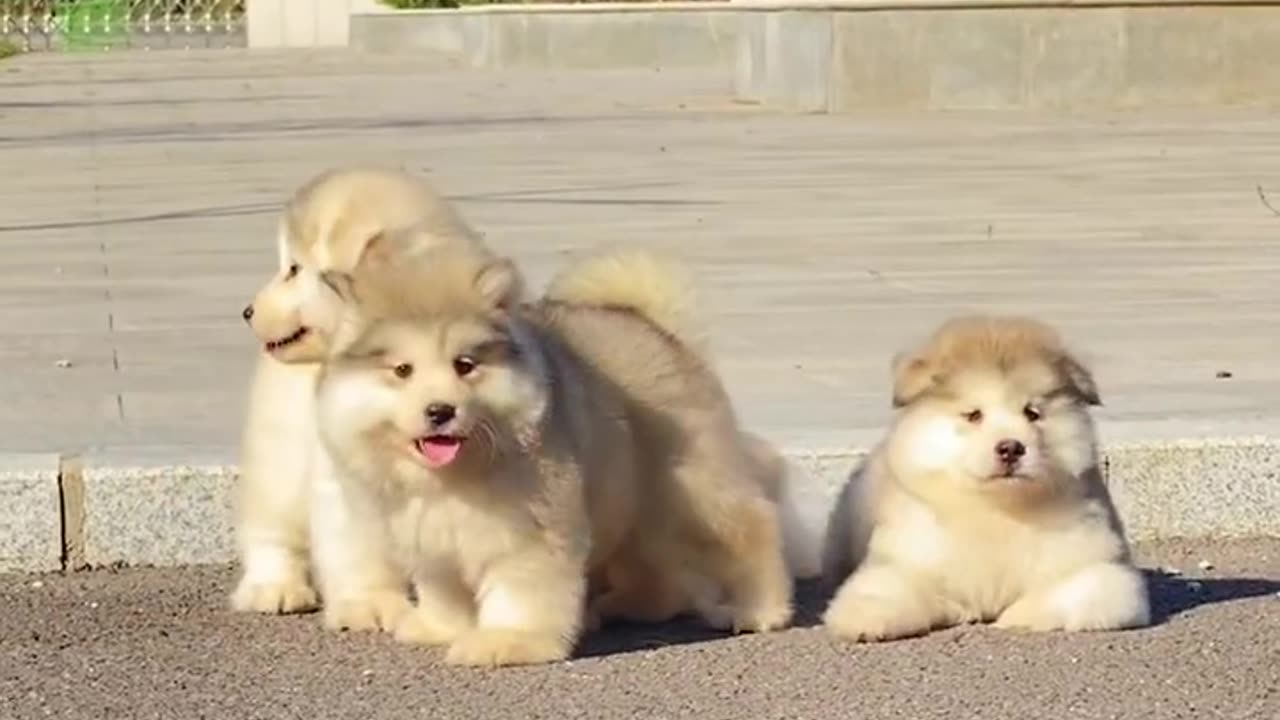 Funny Dogs and Puppies