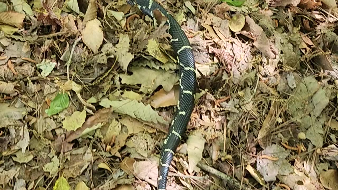 King snake tail threat display