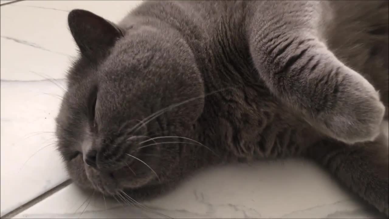 Coconut. Blue British Shorthair. Asking for his breakfast at 5AM