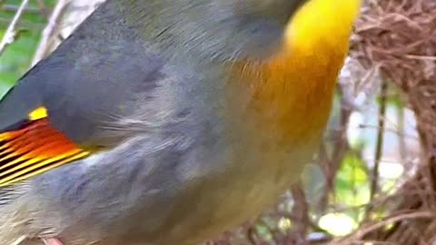 Bird Song - Pekin Robin Chinese Nightingale Singing #birds #nature #animals