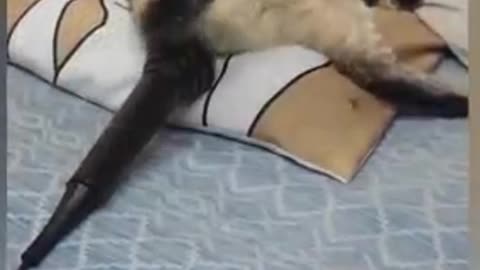 Cat funny video