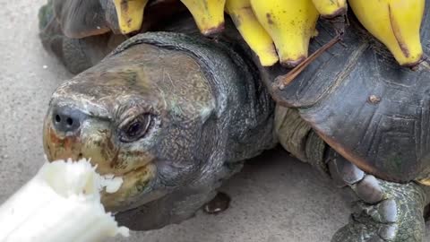 Turtles eat bananas