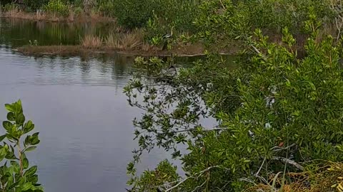 Anhinda birds, which is the male and which is the female? 1/8/24 Florida