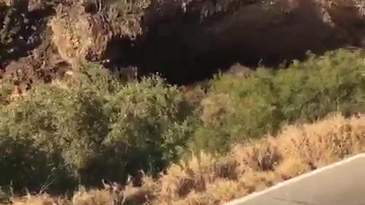 Bats Exiting Cueva de los Murciélagos in Mexico