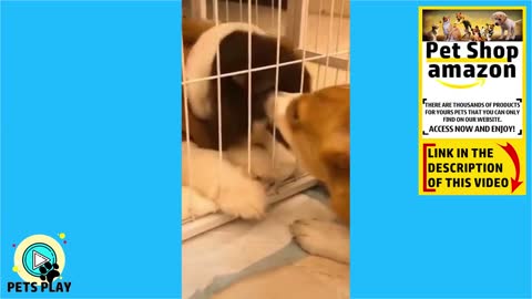 🤣 Funniest 🐶 Dogs and 😻 Cats - Awesome Funny Pet Animals Videos 😇 #1