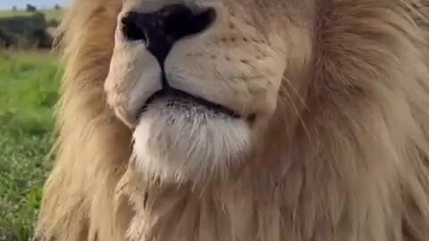 Relaxing lion #lion